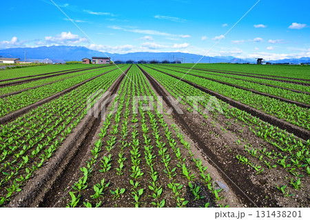 尾瀬の山並が見える綺麗な葉物野菜畑　高原野菜　赤城高原　昭和村 131438201