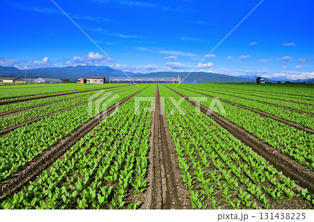 尾瀬の山並が見える綺麗な葉物野菜畑 高原野菜 赤城高原 昭和村 尾瀬の山並が見える綺麗な葉物野菜畑 高原野菜 赤城高原 昭和村 131438225