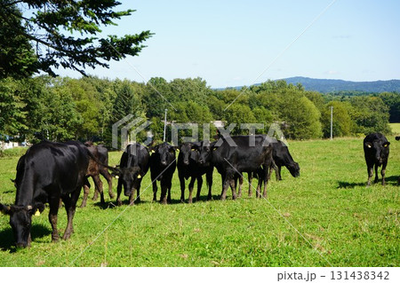 のどかに草を食む牛 131438342