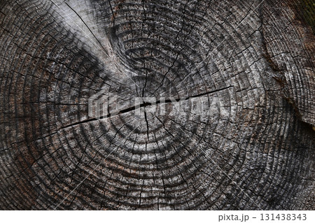 ヒビの入った木の年輪 ヒビの入った木の年輪 131438343
