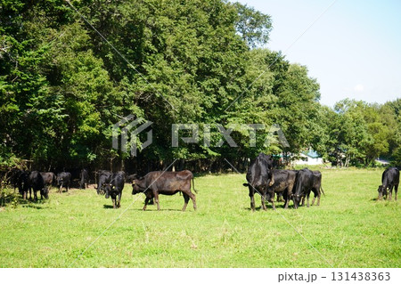 のどかに草を食む牛 131438363