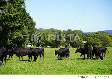 のどかに草を食む牛 131438364