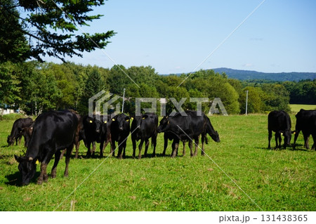 のどかに草を食む牛 131438365