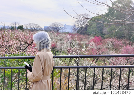 梅の花を眺めるシニア夫婦 131438479
