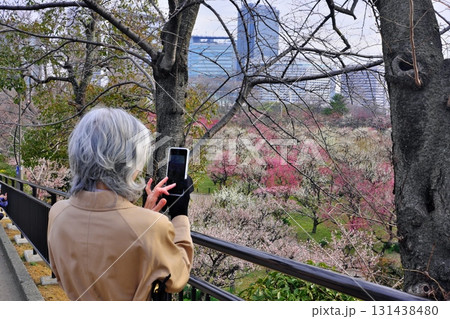スマホで桜を撮影するシニア女性 131438480