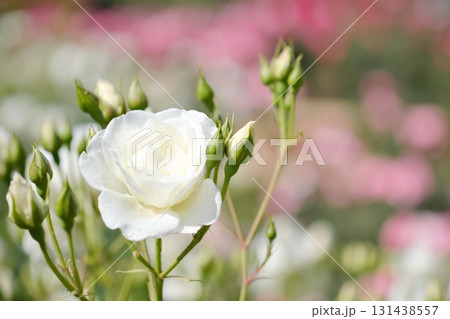 白いバラ 131438557