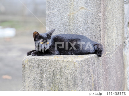 黒猫のいる風景 黒猫のいる風景 131438578