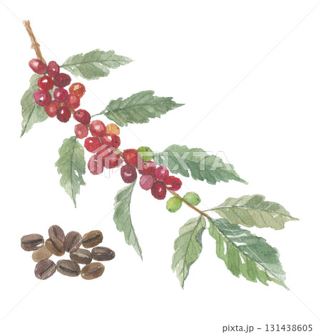 水彩で描いたコーヒーの木と豆 131438605