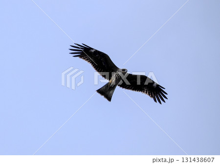 野生の鳶（トビ） 131438607