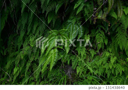 シダ植物 シダ植物 131438640