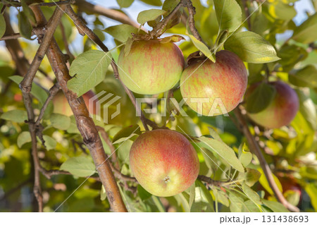 Fresh red yellow apples growing clusters apple tree branches green leaves organic harvest orchard fruit agriculture farm Fresh red yellow apples growing clusters apple tree branches green leaves organic harvest orchard fruit agriculture farm 131438693