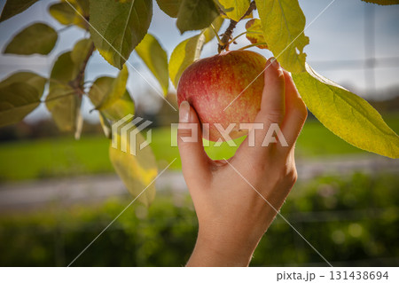 Hand picking red apple from tree branch orchard harvest farm fresh fruit agriculture autumn gardening nature outdoor Hand picking red apple from tree branch orchard harvest farm fresh fruit agriculture autumn gardening nature outdoor 131438694