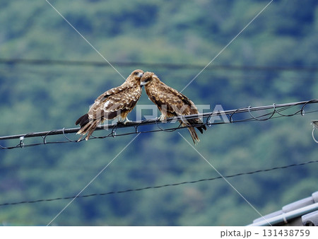 野生の鳶（トビ） 131438759