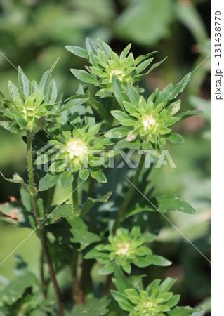 クローズアップ撮影したアスターのつぼみ 131438770