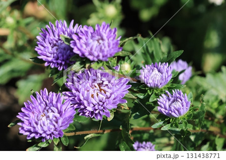 クローズアップ撮影したアスターの花 131438771