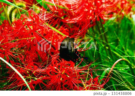 彼岸花にとまったクロアゲハ 131438806