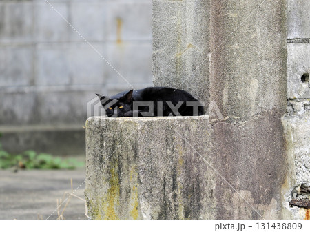 黒猫のいる風景 黒猫のいる風景 131438809