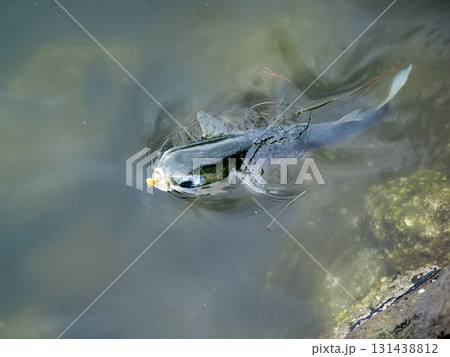 回遊するボラ 131438812