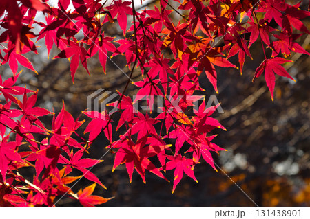 真っ赤な紅葉 131438901