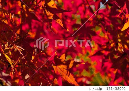 真っ赤な紅葉 真っ赤な紅葉 131438902