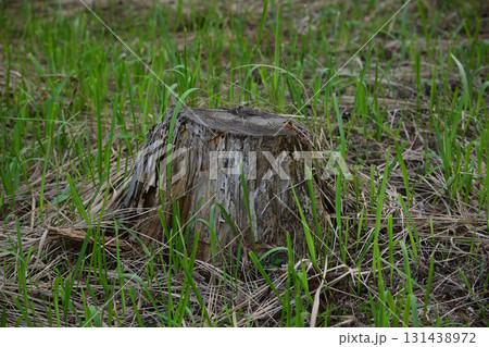 古い切り株 古い切り株 131438972