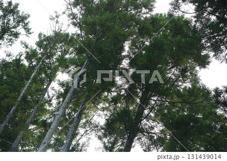 杉林 杉林 131439014