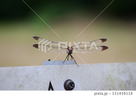 看板にとまったトンボ 131439118