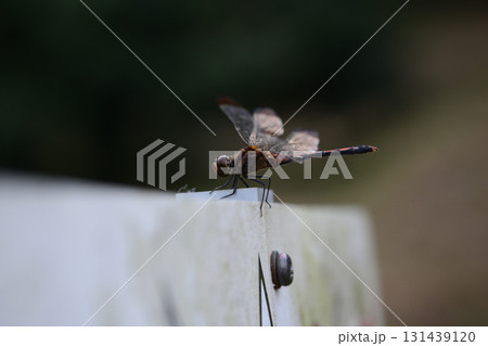 看板にとまったトンボ 131439120
