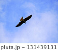 野生の鳶（トビ） 131439131