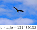 野生の鳶（トビ） 131439132