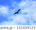 野生の鳶（トビ） 131439133