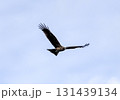 野生の鳶（トビ） 131439134
