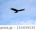 野生の鳶（トビ） 131439135