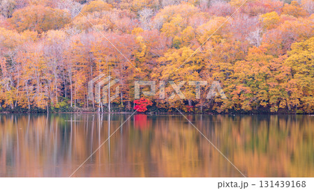 「青森県」蔦沼の美しい紅葉 131439168