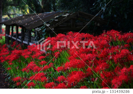 彼岸花の花畑 131439286
