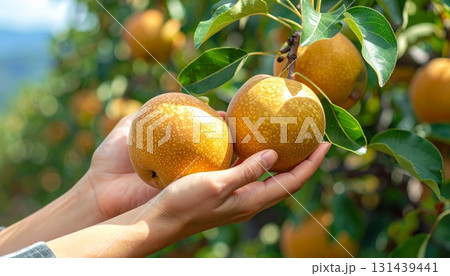 梨狩り　梨をもぎる女性の手 131439441