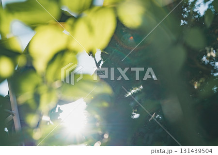 Japanese Gardener Japanese Gardener 131439504