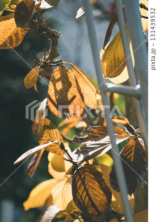 Japanese Gardener 131439532