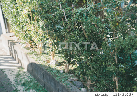 Japanese Gardener 131439537