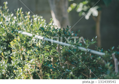 Japanese Gardener 131439541