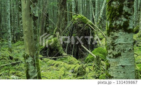 八ヶ岳の植物 八ヶ岳の植物 131439867