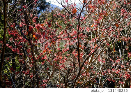 森のアカバナマンサク咲く　【相模原市津久井　2月】 131440286