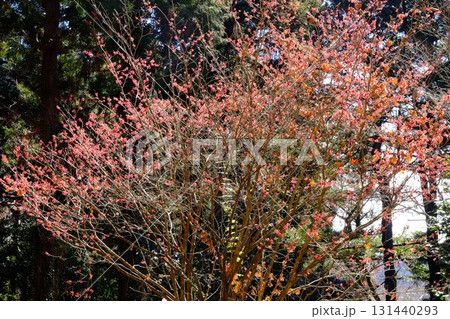 早春の陽光を浴びるアカバナマンサク　【相模原市津久井　2月】 131440293