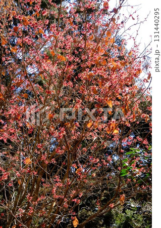 アカバナマンサクの花が咲き乱れる　【相模原市津久井　2月】 131440295