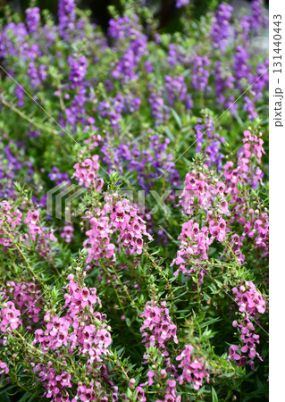 アンゲロニア Angelonia アンゲロニア Angelonia 131440443