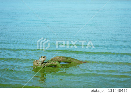ducks swimming on the lake 131440455