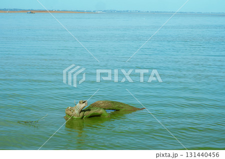 colorful sea turtle in the sea 131440456