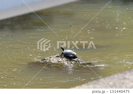 甲羅干しするカメ、亀 131440475
