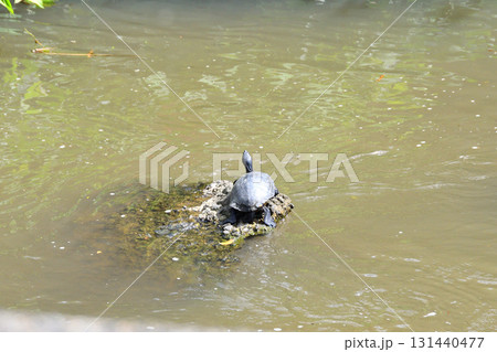 甲羅干しするカメ、亀 甲羅干しするカメ、亀 131440477
