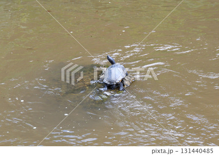 甲羅干しするカメ、亀 131440485